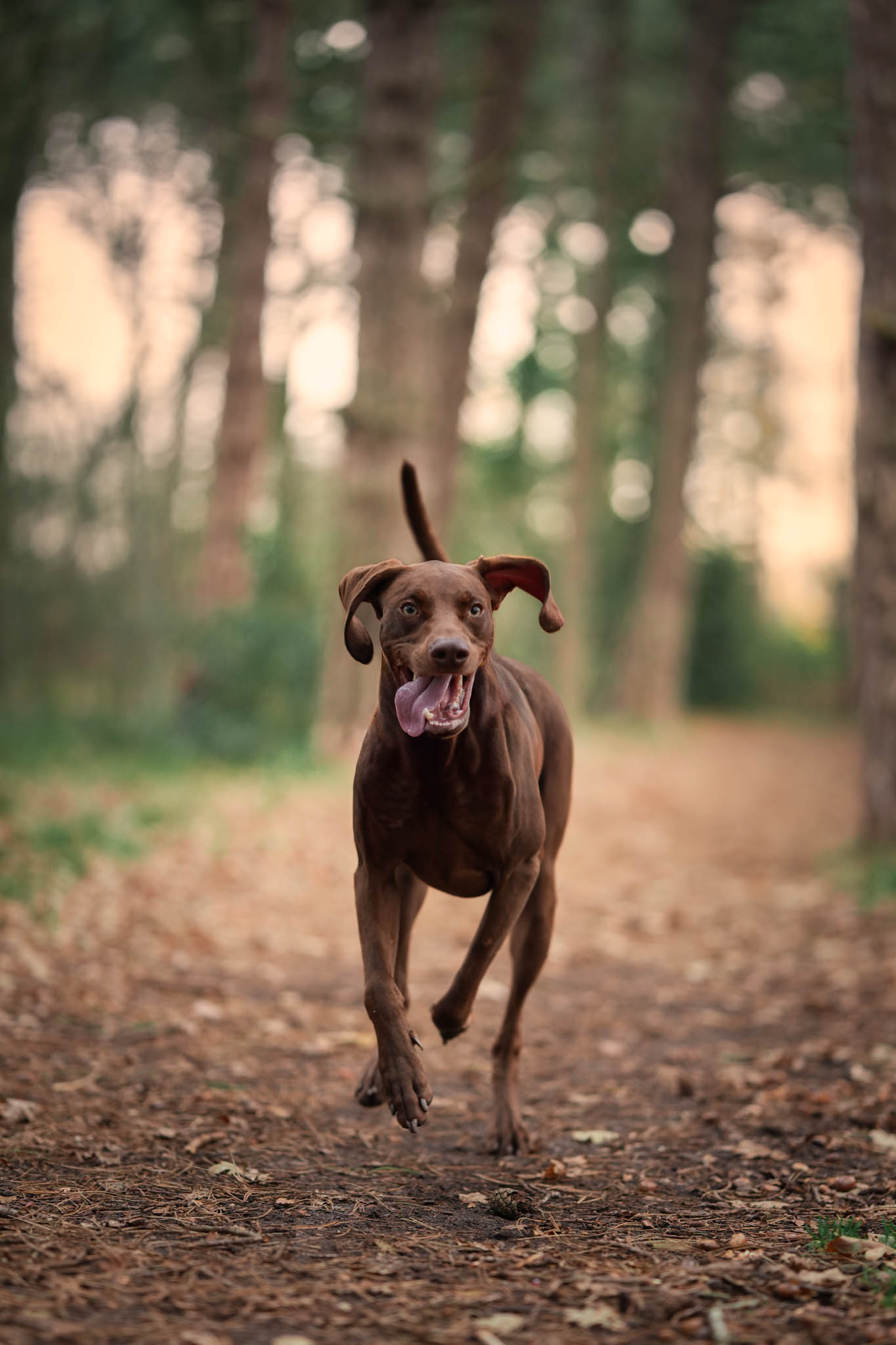 Portret in het bos met zachte tinten – natuurlijke portretshoot door Ilse Verbruggen in Hollands Kroon