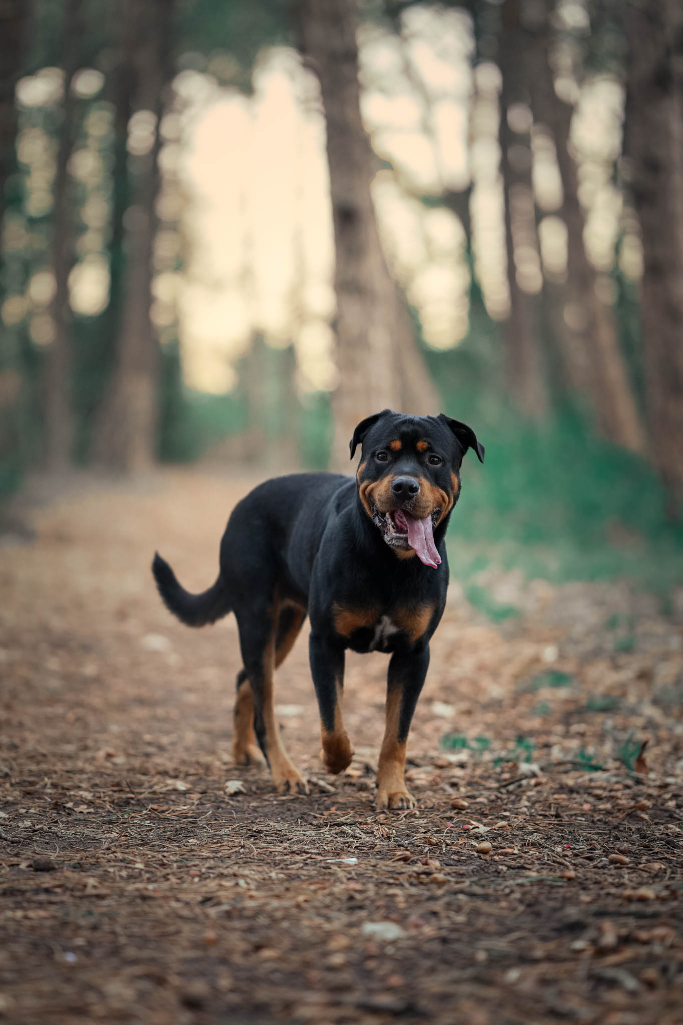 Sfeervol portretmoment in het bos – rustige lifestyle fotografie met warme tinten in Noord-Holland
