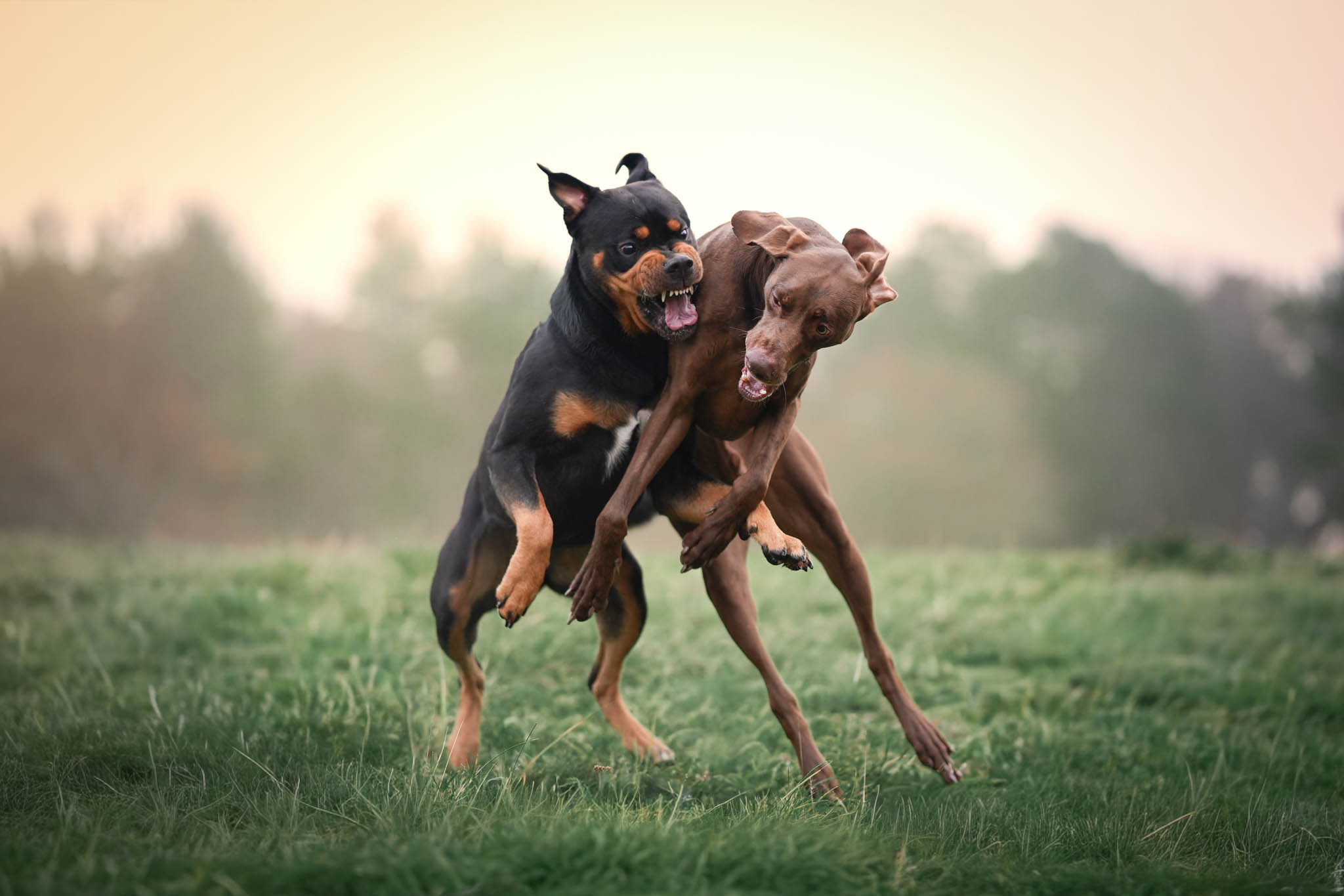 Hondenshoot in de natuur